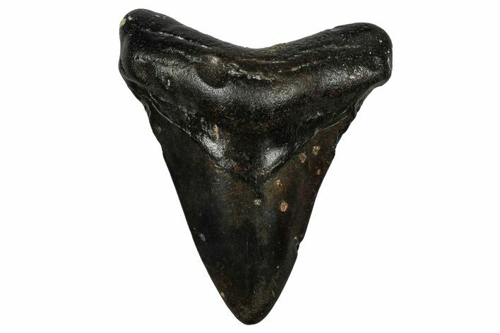 Juvenile Megalodon Tooth - North Carolina #351199